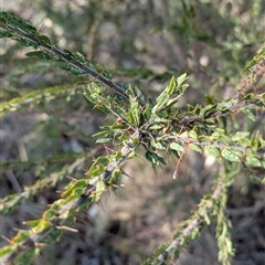 Acacia paradoxa at Illabo, NSW - 12 Feb 2025 04:39 PM