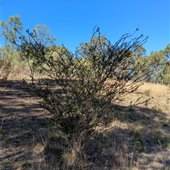 Acacia paradoxa at Illabo, NSW - 12 Feb 2025 04:39 PM