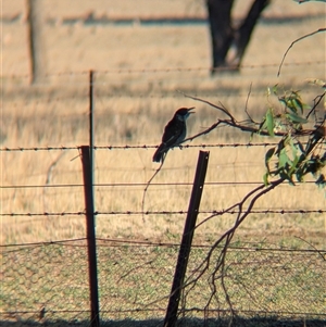 Cracticus torquatus (Grey Butcherbird) at Bethungra, NSW - 12 Feb 2025 by Darcy