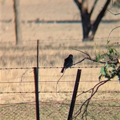Cracticus torquatus at Bethungra, NSW - 12 Feb 2025 06:37 PM