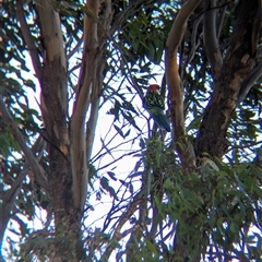 Platycercus eximius (Eastern Rosella) at Bethungra, NSW - 12 Feb 2025 by Darcy