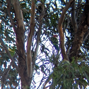 Platycercus eximius at Bethungra, NSW - 12 Feb 2025 06:53 PM