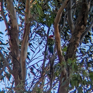 Platycercus eximius at Bethungra, NSW - 12 Feb 2025 06:53 PM