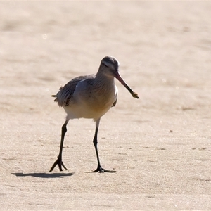 Limosa lapponica (Bar-tailed Godwit) at Potato Point, NSW - 21 Feb 2025 by jb2602