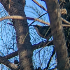 Pomatostomus temporalis temporalis (Grey-crowned Babbler) at Illabo, NSW - 13 Feb 2025 by Darcy