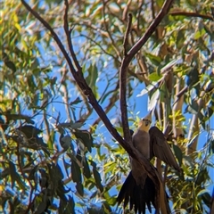 Nymphicus hollandicus (Cockatiel) at Junee Reefs, NSW - 13 Feb 2025 by Darcy