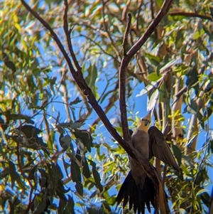 Nymphicus hollandicus (Cockatiel) at Junee Reefs, NSW - 13 Feb 2025 by Darcy