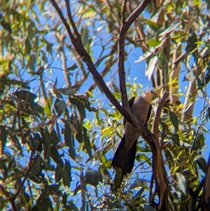 Nymphicus hollandicus at Junee Reefs, NSW - 13 Feb 2025 10:54 AM