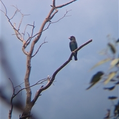 Eurystomus orientalis (Dollarbird) at Illabo, NSW - 13 Feb 2025 by Darcy