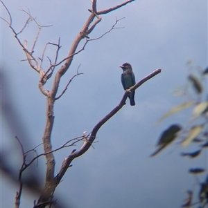 Eurystomus orientalis at Illabo, NSW - 13 Feb 2025 01:32 PM