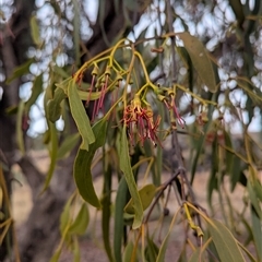 Amyema miquelii (Box Mistletoe) at Bethungra, NSW - 14 Feb 2025 by Darcy