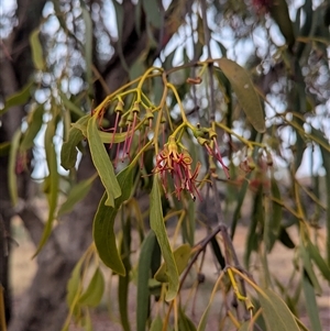 Amyema miquelii at Bethungra, NSW - 14 Feb 2025 08:06 AM