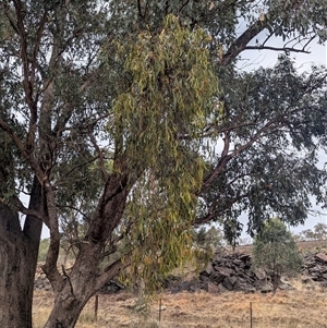 Amyema miquelii at Bethungra, NSW - 14 Feb 2025 08:06 AM