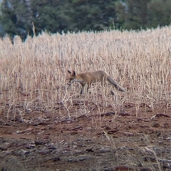 Vulpes vulpes (Red Fox) at Bethungra, NSW - 14 Feb 2025 by Darcy