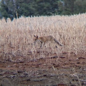 Vulpes vulpes (Red Fox) at Bethungra, NSW - 14 Feb 2025 by Darcy