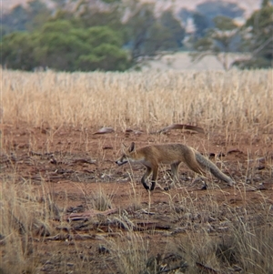 Vulpes vulpes at Bethungra, NSW - 14 Feb 2025 08:47 AM