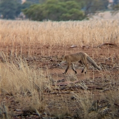 Vulpes vulpes at Bethungra, NSW - 14 Feb 2025 08:47 AM