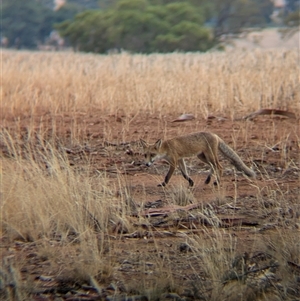 Vulpes vulpes at Bethungra, NSW - 14 Feb 2025 08:47 AM