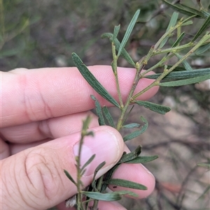 Acacia montana (Mallee Wattle) at Bethungra, NSW - 14 Feb 2025 by Darcy