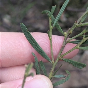 Acacia montana at Bethungra, NSW - 14 Feb 2025 09:06 AM