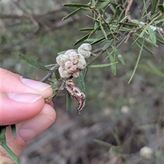 Acacia montana at Bethungra, NSW - 14 Feb 2025 09:06 AM