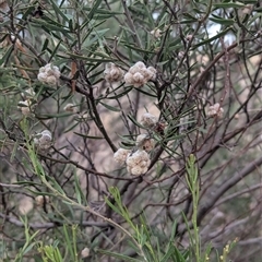 Acacia montana at Bethungra, NSW - 14 Feb 2025 09:06 AM