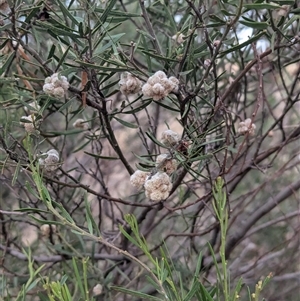 Acacia montana at Bethungra, NSW - 14 Feb 2025 09:06 AM