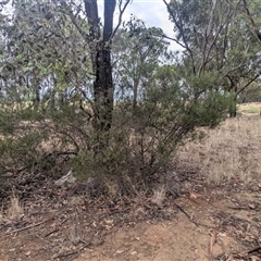 Acacia montana at Bethungra, NSW - 14 Feb 2025 09:06 AM