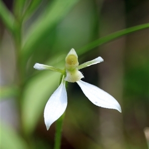 Eriochilus magenteus at Cathcart, NSW - suppressed