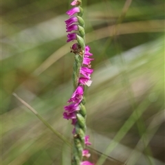 Spiranthes australis (Austral Ladies Tresses) at Cathcart, NSW - 15 Feb 2025 by warrencameron