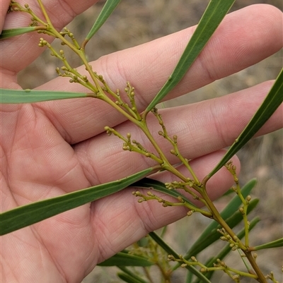 Acacia hakeoides (Hakea Wattle) at Bethungra, NSW - 14 Feb 2025 by Darcy