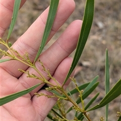 Acacia hakeoides at Bethungra, NSW - 14 Feb 2025 09:14 AM