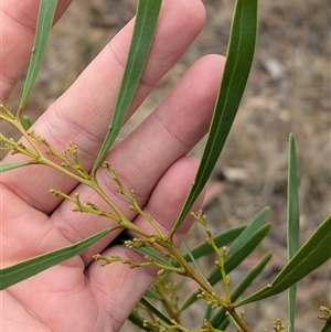 Acacia hakeoides at Bethungra, NSW - 14 Feb 2025 09:14 AM