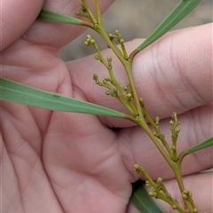 Acacia hakeoides at Bethungra, NSW - 14 Feb 2025 09:14 AM