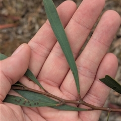 Acacia hakeoides at Bethungra, NSW - 14 Feb 2025 09:14 AM
