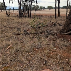 Acacia hakeoides at Bethungra, NSW - 14 Feb 2025 09:14 AM