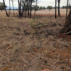 Acacia hakeoides at Bethungra, NSW - 14 Feb 2025 09:14 AM