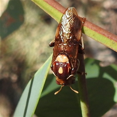 Pergagrapta polita (Sawfly) at Kambah, ACT - 21 Feb 2025 by HelenCross