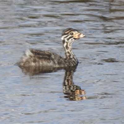 Tachybaptus novaehollandiae (Australasian Grebe) at Kambah, ACT - 22 Feb 2025 by HelenCross