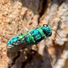 Chrysididae (family) (Cuckoo wasp or Emerald wasp) at Higgins, ACT - 22 Feb 2025 by Hejor1