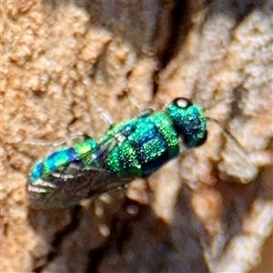 Chrysididae (family) at Higgins, ACT - 22 Feb 2025 02:33 PM