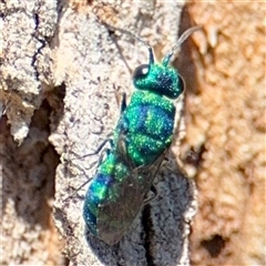 Chrysididae (family) at Higgins, ACT - 22 Feb 2025 02:33 PM