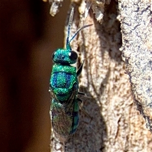 Chrysididae (family) at Higgins, ACT - 22 Feb 2025 02:33 PM