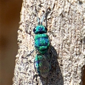 Chrysididae (family) at Higgins, ACT - 22 Feb 2025 02:33 PM