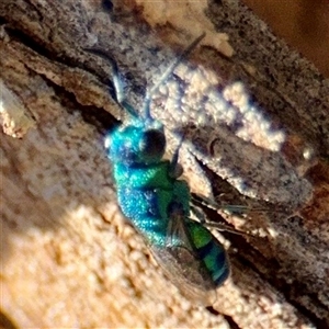 Chrysididae (family) at Higgins, ACT - 22 Feb 2025 02:33 PM