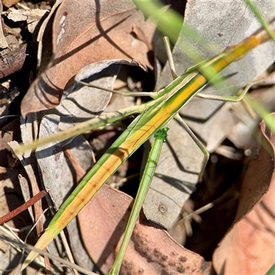 Acrida conica (Giant green slantface) at Higgins, ACT - 22 Feb 2025 by Hejor1