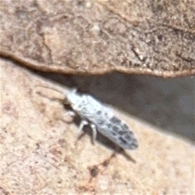 Heteroconis maculata (A dusky lacewing) at Higgins, ACT - 22 Feb 2025 by Hejor1