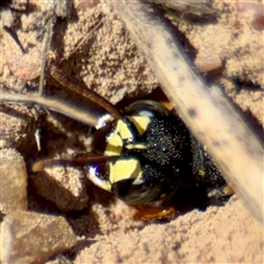 Cerceris sp. (genus) (Unidentified Cerceris wasp) at Higgins, ACT - 22 Feb 2025 by Hejor1