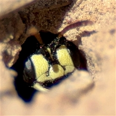 Cerceris sp. (genus) at Higgins, ACT - 22 Feb 2025 02:15 PM