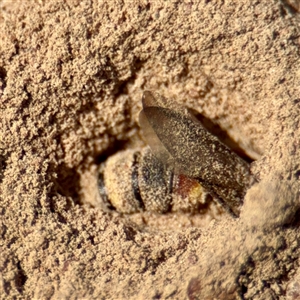 Cerceris sp. (genus) at Higgins, ACT - 22 Feb 2025 02:15 PM